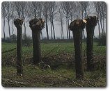 Pollarded trees