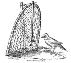 Bird trap